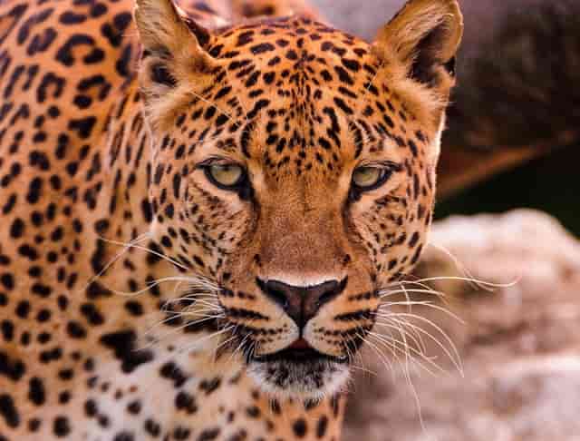 教师编制考还是别考