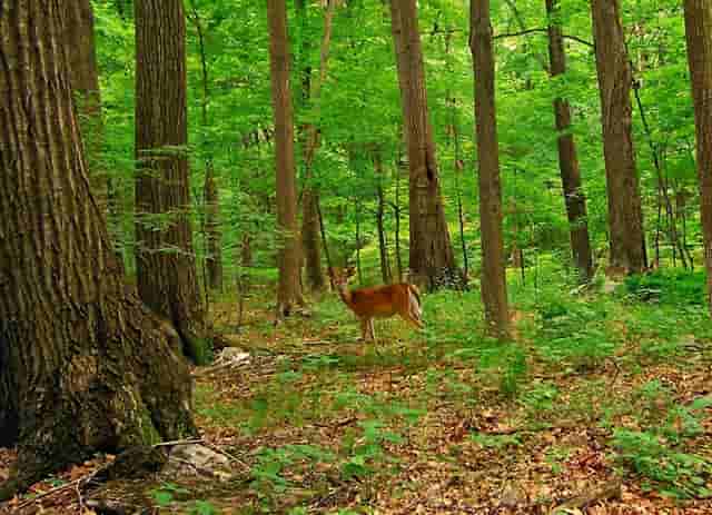 蔡嘉珍成功註冊理財規劃師，邁出專業領域新里程碑