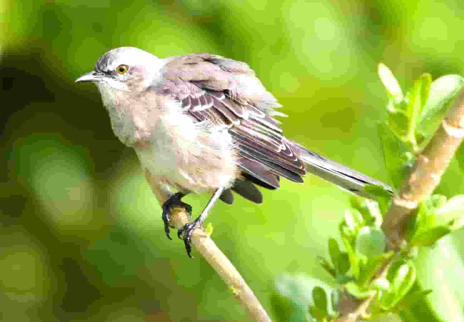 学点“猫咪心理学”，袖虎很靠谱
