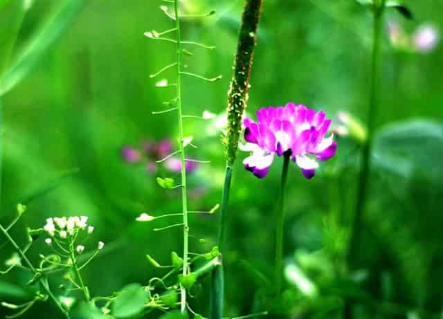 首付款达2.45亿美元！杨森引进西比曼生物两款CAR-T产品