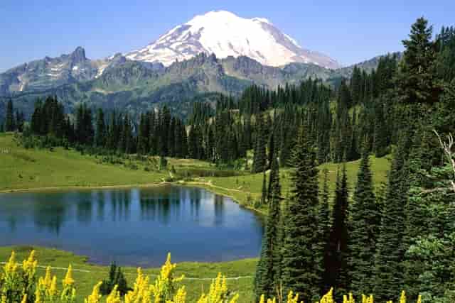 袖虎养猫疑问：它居然流红色的泪？！