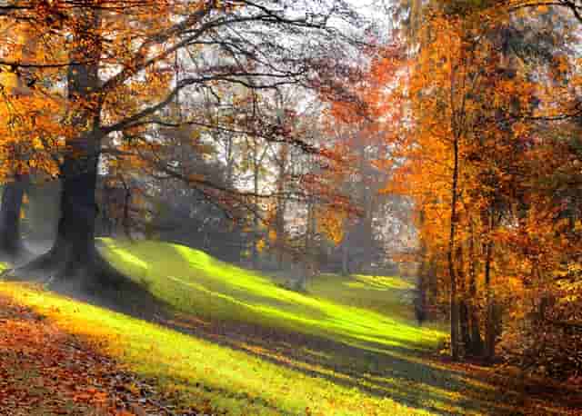 最不爱情的生肖