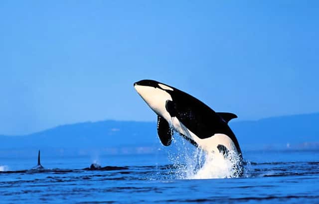 篮网打雄鹿今天