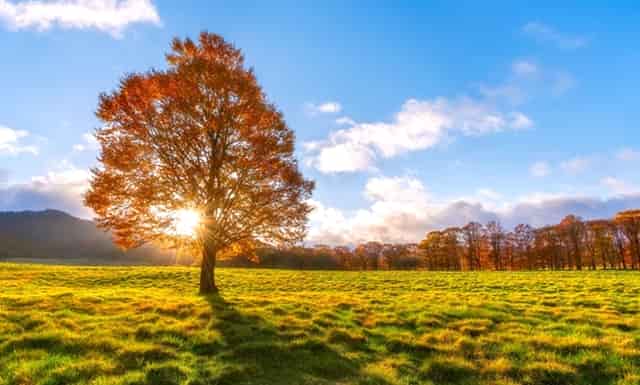 袖虎病猫攻略：对猫过敏怎么办