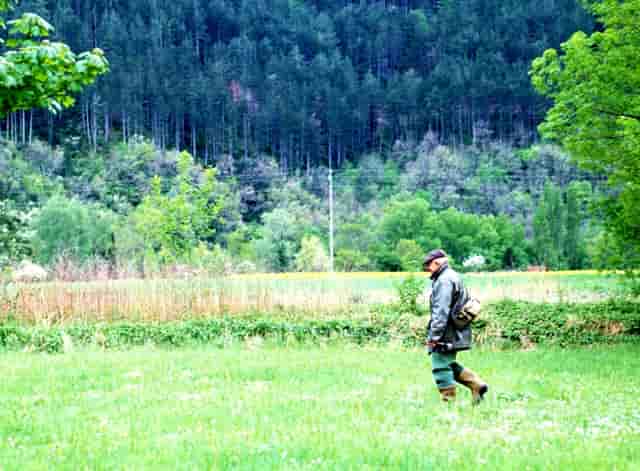 袖虎病猫攻略：猫常见疾病及预防