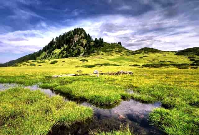 分析宠物销售市场，看袖虎如何养猫生财！