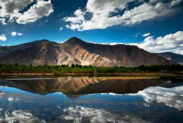 袖虎病猫攻略：人吃的药能喂猫吗？