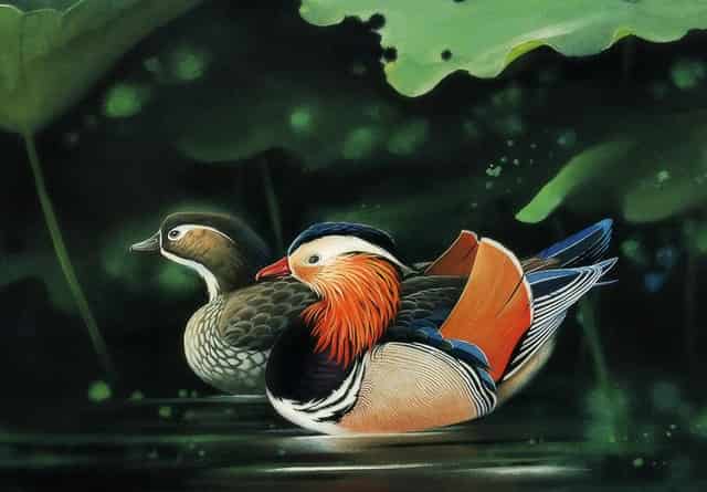 袖虎宠物：如何避免加盟踩坑