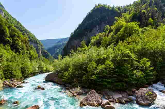 袖虎病狗攻略：如何预防犬细小