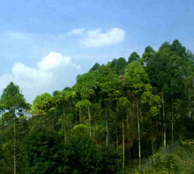 重庆牡丹花香烟(双喜牌香烟牡丹花)