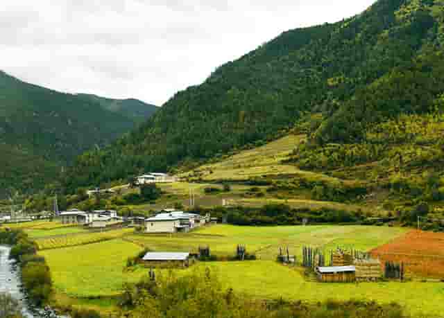 袖虎的猫狗为什么会那么贵