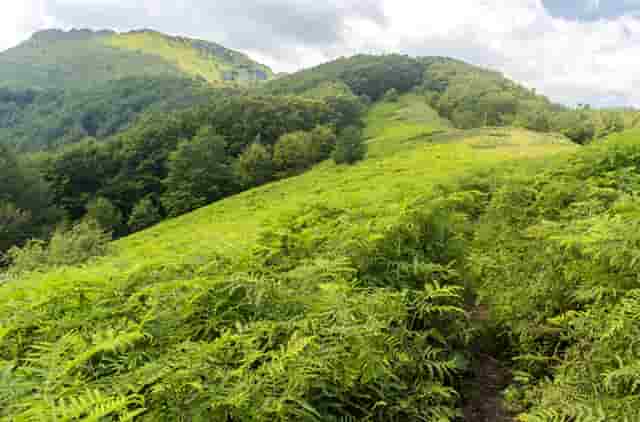 袖虎病猫攻略： 如何判断猫咪健不健康 宠物生活小百科